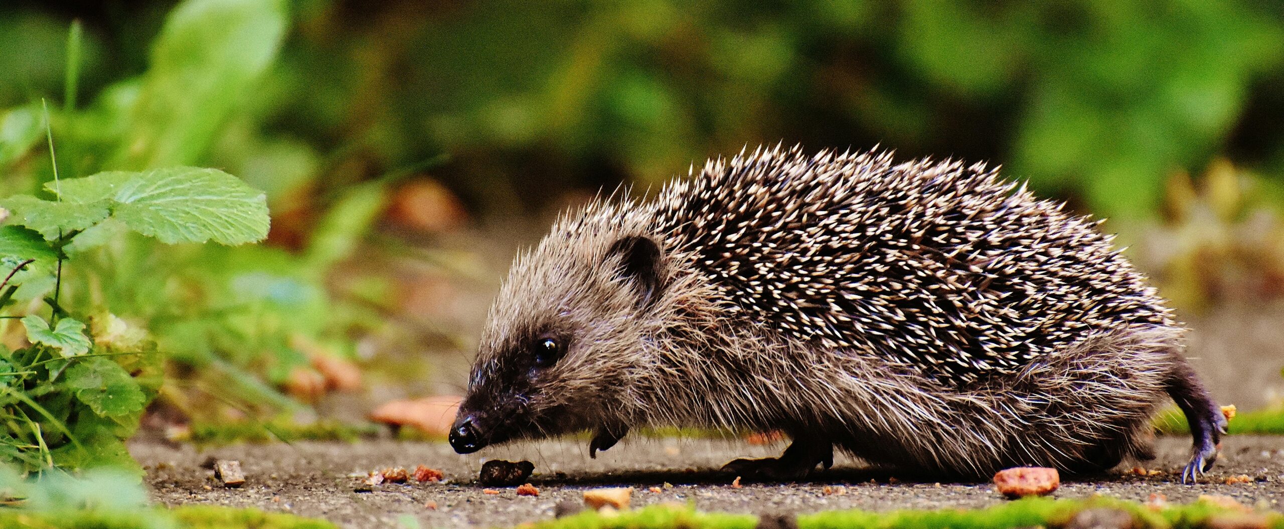 Hedgehog rescue